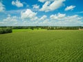 beautiful green corn plants / agricultural fields with cloudy blue sky Royalty Free Stock Photo
