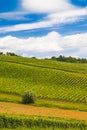 Countryside landscape, vineyard in Daruvar region, Croatia