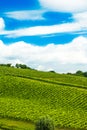 Countryside landscape, vineyard in Daruvar region, Croatia