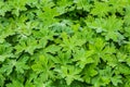 Beautiful green curved leaves Geranium macrorrhizum on the flower bed in a garden in summer