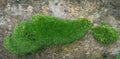 Beautiful green Cushion shape moss on the wall