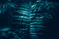 Beautiful green dark fern leaves in a forest. Polypodiopsida plant background texture. Pretty artistic organic floral natural