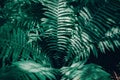 Beautiful green dark fern leaves, or Polypodiopsida plant background texture. Pretty artistic organic floral natural theme