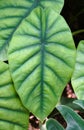 Closeup of the beautiful green and dark veins leaf of Alocasia Clypeolata Royalty Free Stock Photo