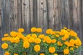 Yellow flowers on dark wood wall background and textured Royalty Free Stock Photo