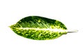 Beautiful green Dieffenbachia single leaf tropical flowering plants in the family Araceae isolated on white background.