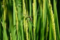 The beautiful green dragonfly hold on green paddy plant