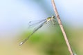 Wild dragonfly Royalty Free Stock Photo