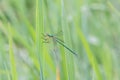 Wild dragonfly Royalty Free Stock Photo