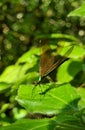 Beautiful green dragonfly on leaf Royalty Free Stock Photo