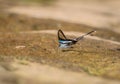 Beautiful Green Dragontail butterfly eat mineral in nature Royalty Free Stock Photo