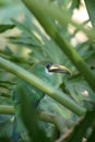 A Beautiful Green Emerald Toucanet Aulacorhynchus prasinus hides in a bush Royalty Free Stock Photo