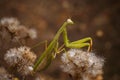 beautiful green european mantid or praying mantiss religiosa on some dried fluffy flowers. Soft focused macro shot Royalty Free Stock Photo