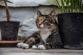 Beautiful green-eyed cat in Green House of Leo Tolstoy in Yasnaya Polyana Royalty Free Stock Photo