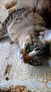 Beautiful green-eyed cat looking towards the camera Royalty Free Stock Photo