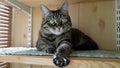 Beautiful green-eyed cat resting on the balcony. Enjoys sunbathing. Looks a bit cowardly but then does a massage with his paws