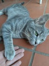 Beautiful Green-eyed large tabby cat, Australian Misted Ocicat