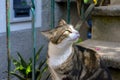 A beautiful green eyed tabby cat sits on the steps in Vernazza Italy