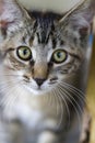 Beautiful Green Eyed Tabby Kitty Cat