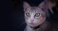 Beautiful green eyes mix bengal cat looking towards camera Royalty Free Stock Photo