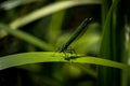 Beautiful green female damselfly resting on green reeds in dappled sunlight