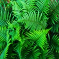 Beautiful green fern