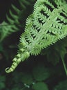 Beautiful green fern leaf Royalty Free Stock Photo