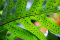 Beautiful green fern leaf and spore Royalty Free Stock Photo