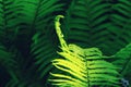 Beautiful green fern leaf in sunlight, selective focus. Natural floral fern background Royalty Free Stock Photo