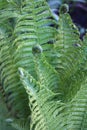 Beautiful green leaves of a fern that bloomed in May