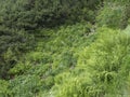 Beautiful green fern leaves and blooming forget-me-not flowers, green foliage natural floral fern background in mountain