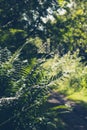 Beautiful green furn growing in the forest, close up