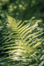 Beautiful green furn growing in the forest, close up