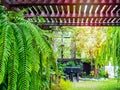 Beautiful green fern shrub hanging on wooden balcony roof Royalty Free Stock Photo