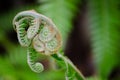 Beautiful green fern unrolling a young frond at a botanical garden. Royalty Free Stock Photo