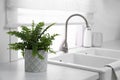 Beautiful green fern on white countertop near sink in kitchen