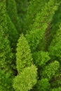 Beautiful green ferns gardens garden