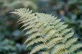 Beautiful Green Ferns Plant In An European Forest. Horizontal Close Up Of Fern Leaves Growing In Woods With Isolated Blurred Backg