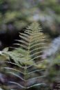 Beautiful Green Ferns Plant In An European Forest. Vertical Close Up Of Fern Leaves Growing In Woods With Isolated Blurred Backgro