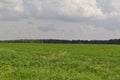 Beautiful green field in the background of the forest Royalty Free Stock Photo