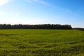 Beautiful green field on the background of the forest on a sunny day Royalty Free Stock Photo