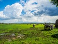 Beautiful green field with blue sunny sky Royalty Free Stock Photo