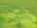 Beautiful green field of cereal and yellow flowers of nice color Royalty Free Stock Photo