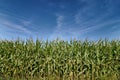 Beautiful green field of corn under a blue sky.