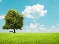 Beautiful green field and empty bench - Peacuful landscape view Royalty Free Stock Photo