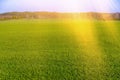 Beautiful green field with forest in the background Royalty Free Stock Photo