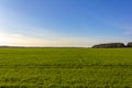 Beautiful green field with forest in the background and clear blue sky Royalty Free Stock Photo