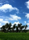 A beautiful green field with lots of coconut trees and a dull blue sky