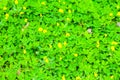 Beautiful Green field of Pinto Peanut Arachis pintoi