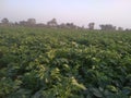 Potato tree in a field  in India Royalty Free Stock Photo